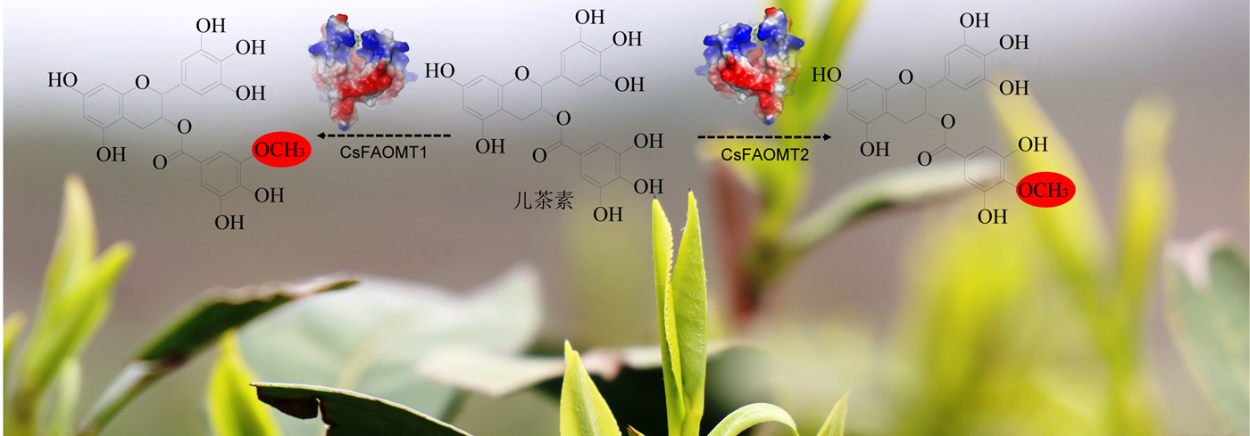 研究發(fā)現茶樹甲基化兒茶素的生物合成機制