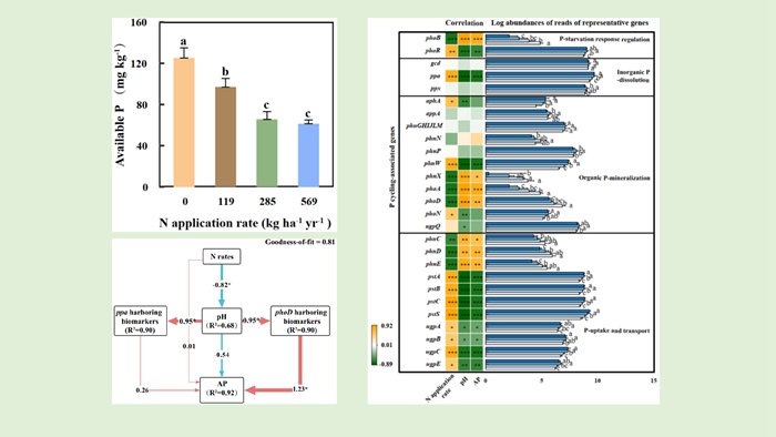 氮肥施用對茶園土壤磷有效性及相關(guān)功能基因豐度的影響.jpg
