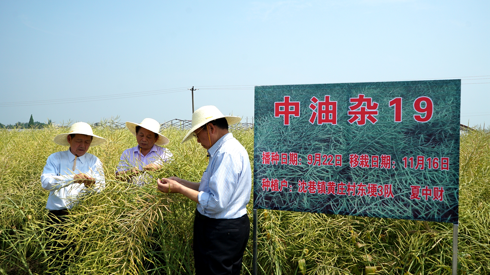 2 2016年5月三院士蕪湖中油雜19示范現(xiàn)場測產(chǎn).JPG