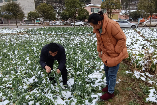 油菜_新聞副本.jpg