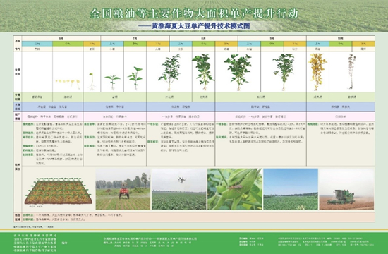 大豆1-3_副本.jpg