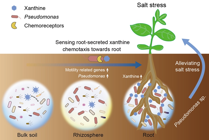 鹽脅迫下植物向微生物“呼救”的過程和機(jī)制.jpg