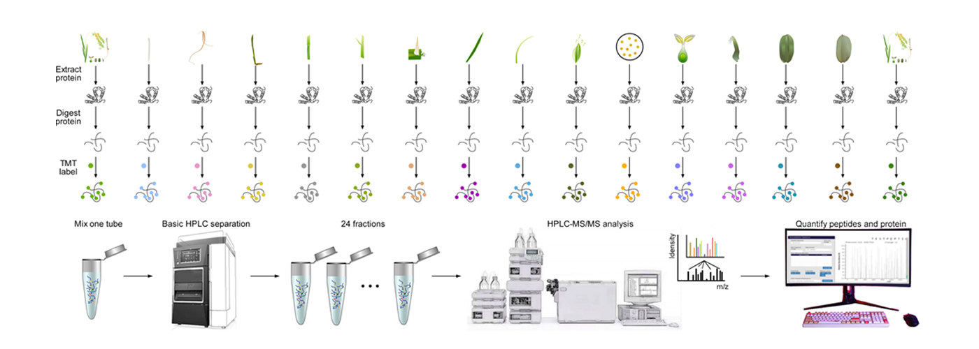首個(gè)水稻全景定量蛋白質(zhì)組圖譜發(fā)布