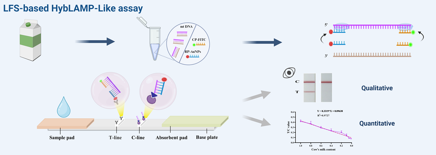 新型核酸試紙條能精準(zhǔn)定量檢測(cè)乳品成分摻假