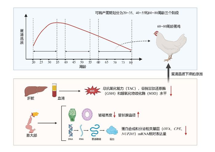 700飼料.jpg