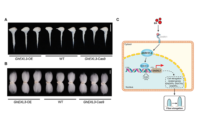 GhEXL3 參與油菜素內(nèi)酯信號(hào)途徑調(diào)控棉纖維伸長(zhǎng)的工作模型.jpg